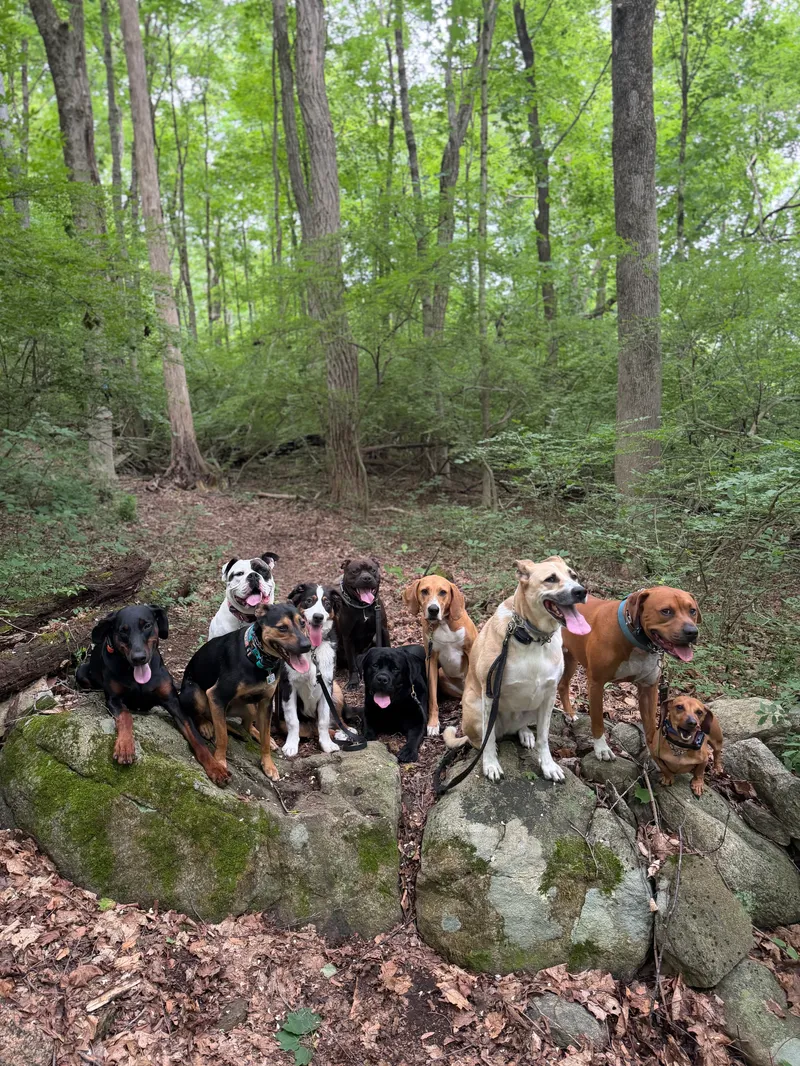 Nine dogs posing together on mossy rocks in the woods
