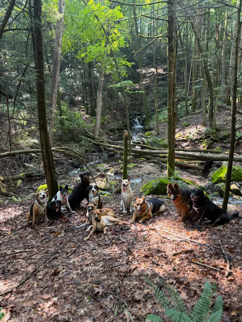 Ten dogs resting together on the forest floor by a stream