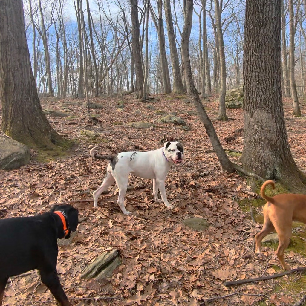 Three dogs exploring the woods on a trail