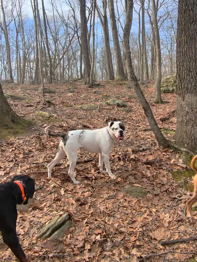 Three dogs exploring the woods on a trail