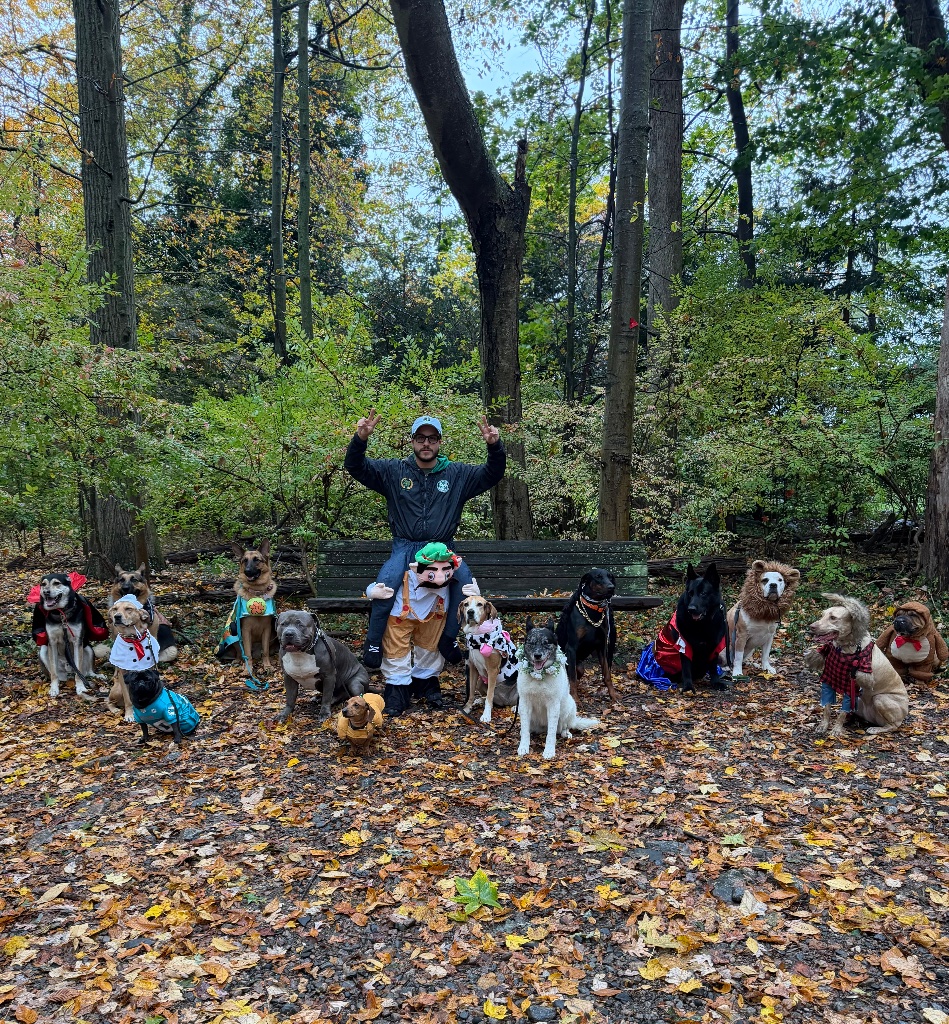 Dogs in Halloween costumes with their handler