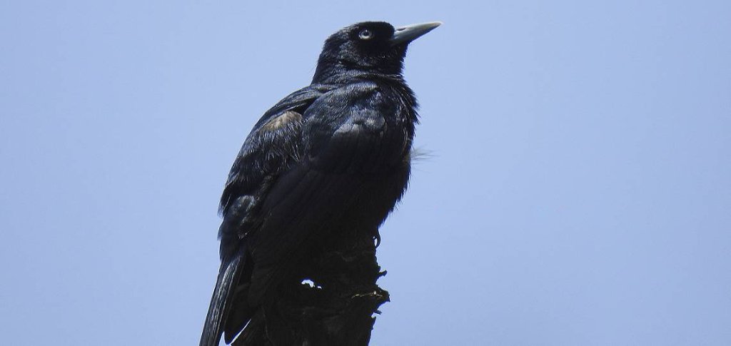 Bernier's Vanga - Birds of Madagascar