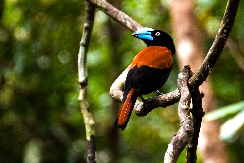 Madagascar Paramount Birding Tours