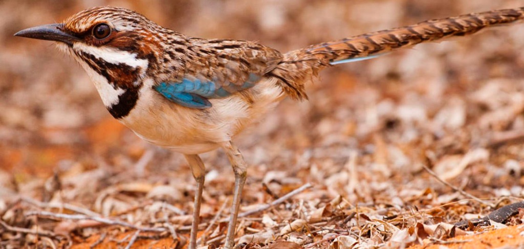 Madagascar's Extensive Birding Tours
