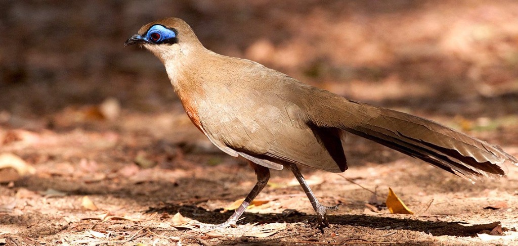 Madagascar Express Birding Tours