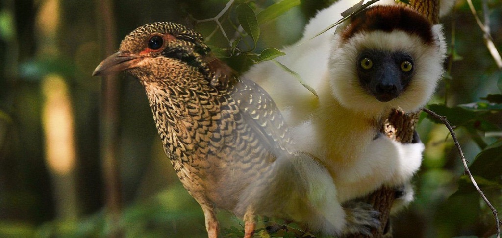 Madagascar Combo Birding-Wildlife Tours
