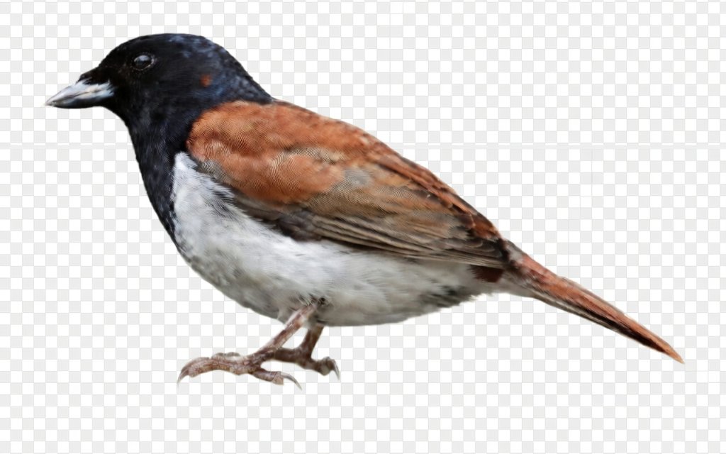 Conservation