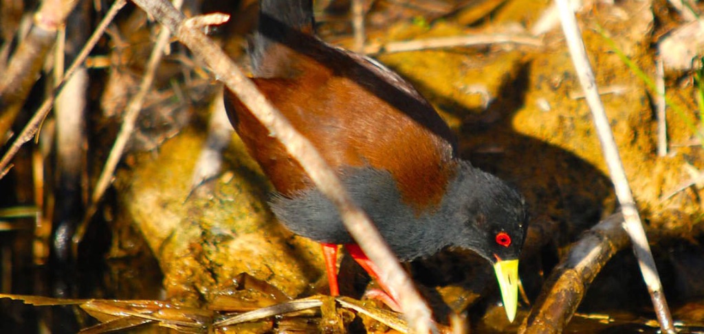Madagascar Immersive Birding Tours