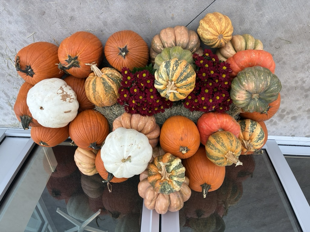Close-up of pumpkins white pumpkins and burgundy mums at entrance — real installation