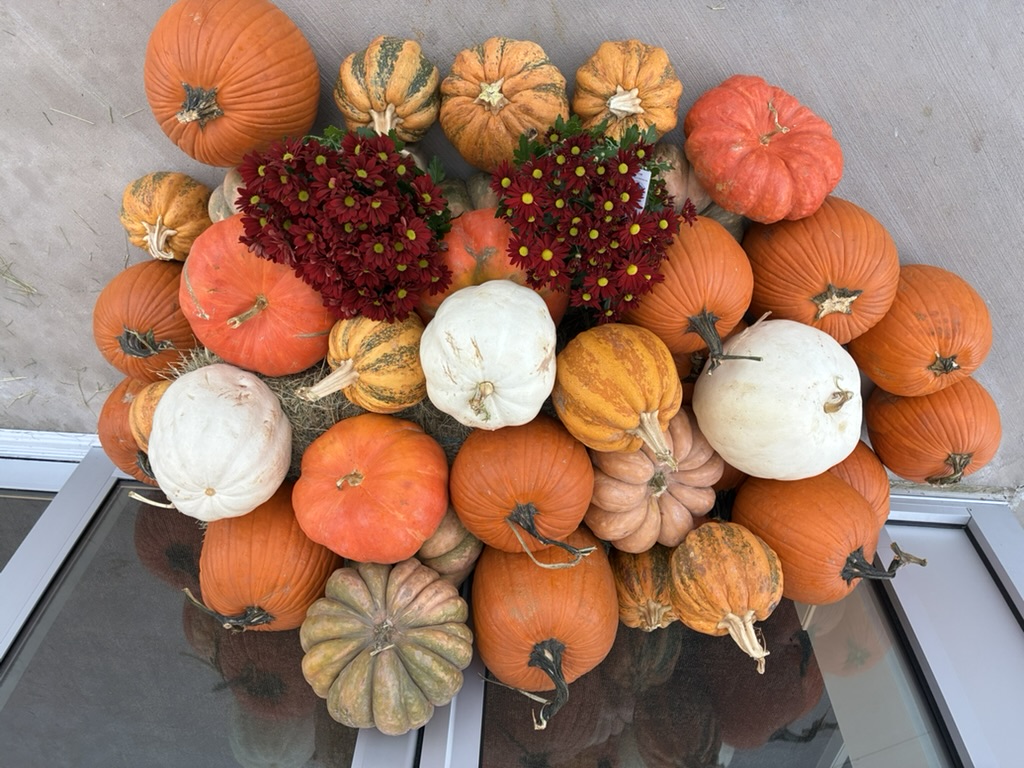 Top-down dense pumpkin cluster with burgundy mums — real installation