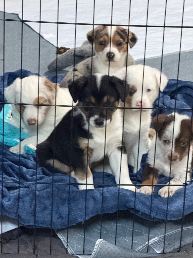 Mission Dogs