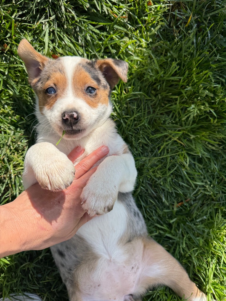 Winnie as a puppy
