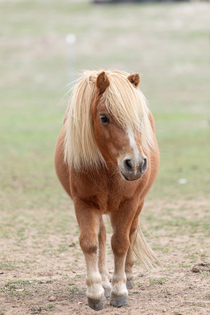 Friendly pony on the farm