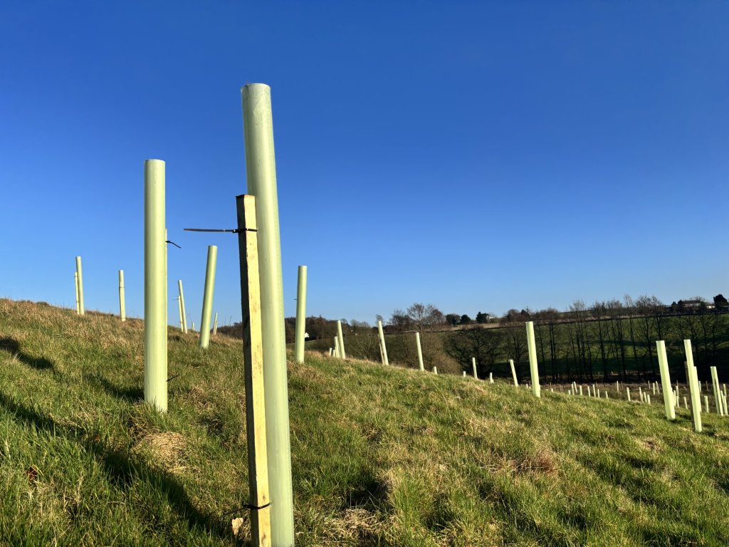 Young trees with bat boxes installed, landscape view