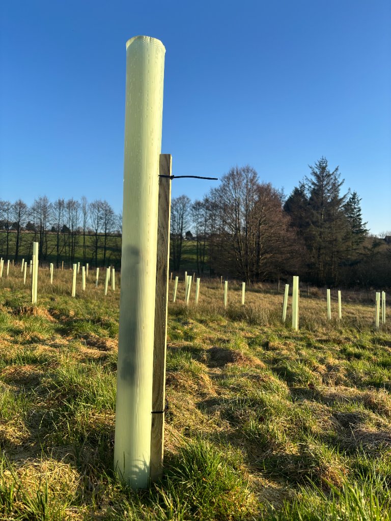 Tree planting project, bat boxes and young trees