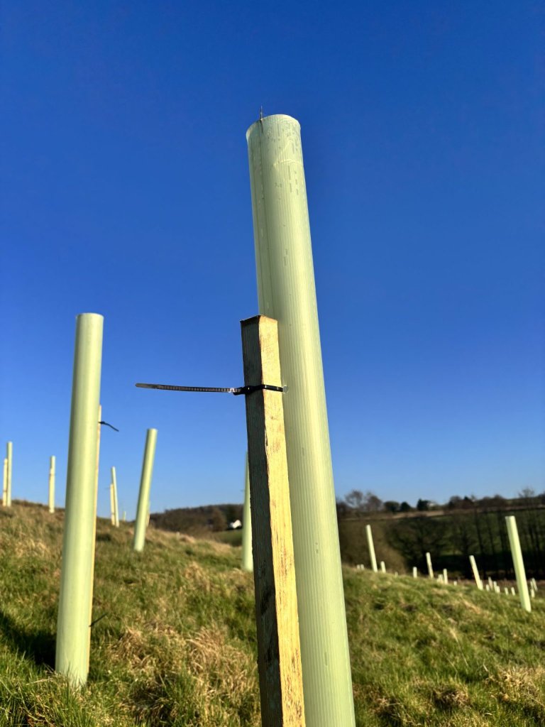 Bat box installation on tree trunk, conservation project