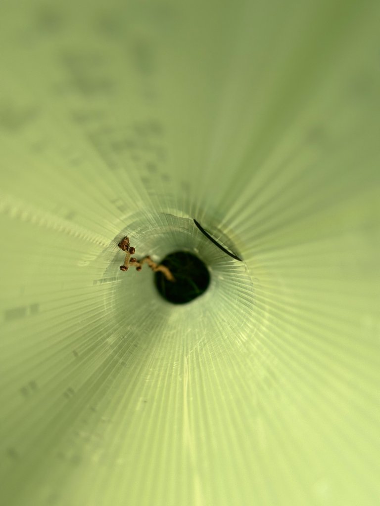 Wildlife biodiversity, insect macro photography