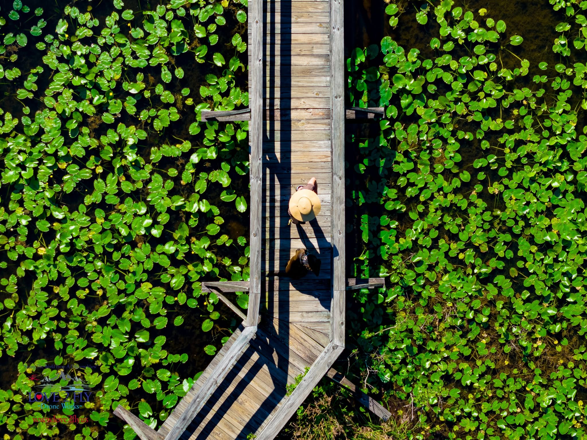Boardwalk through lily pads aerial