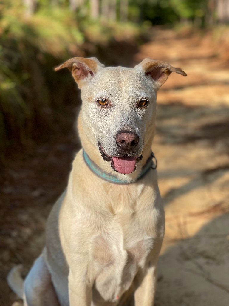 Maggie the dog
