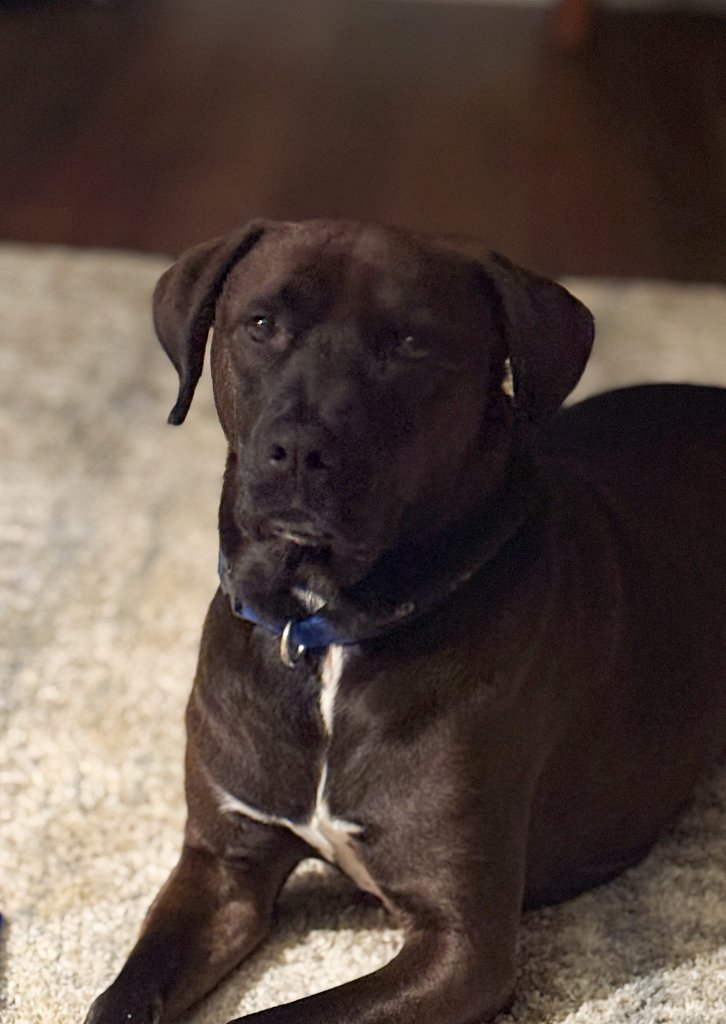 Tully the dog