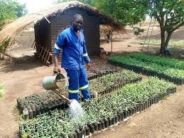 Tree nursery — MarillionEx woodlot programme