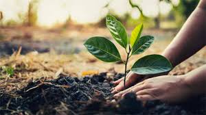 Hands planting a tree seedling