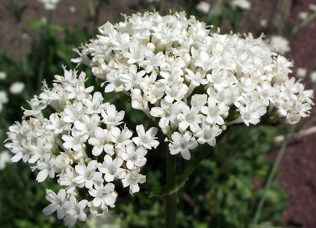 Valériane – Sommeil