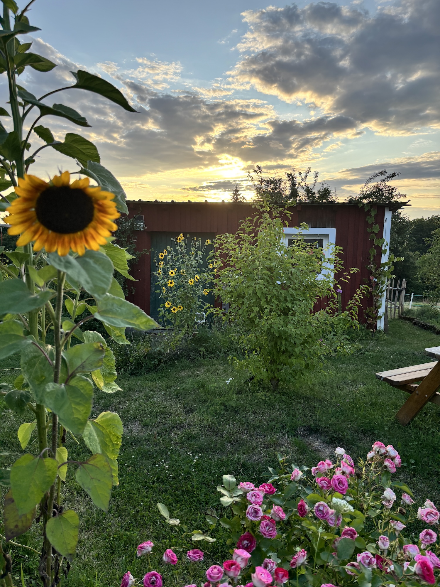 Garten des Stabenhofs mit Sonnenblumen und Rosen