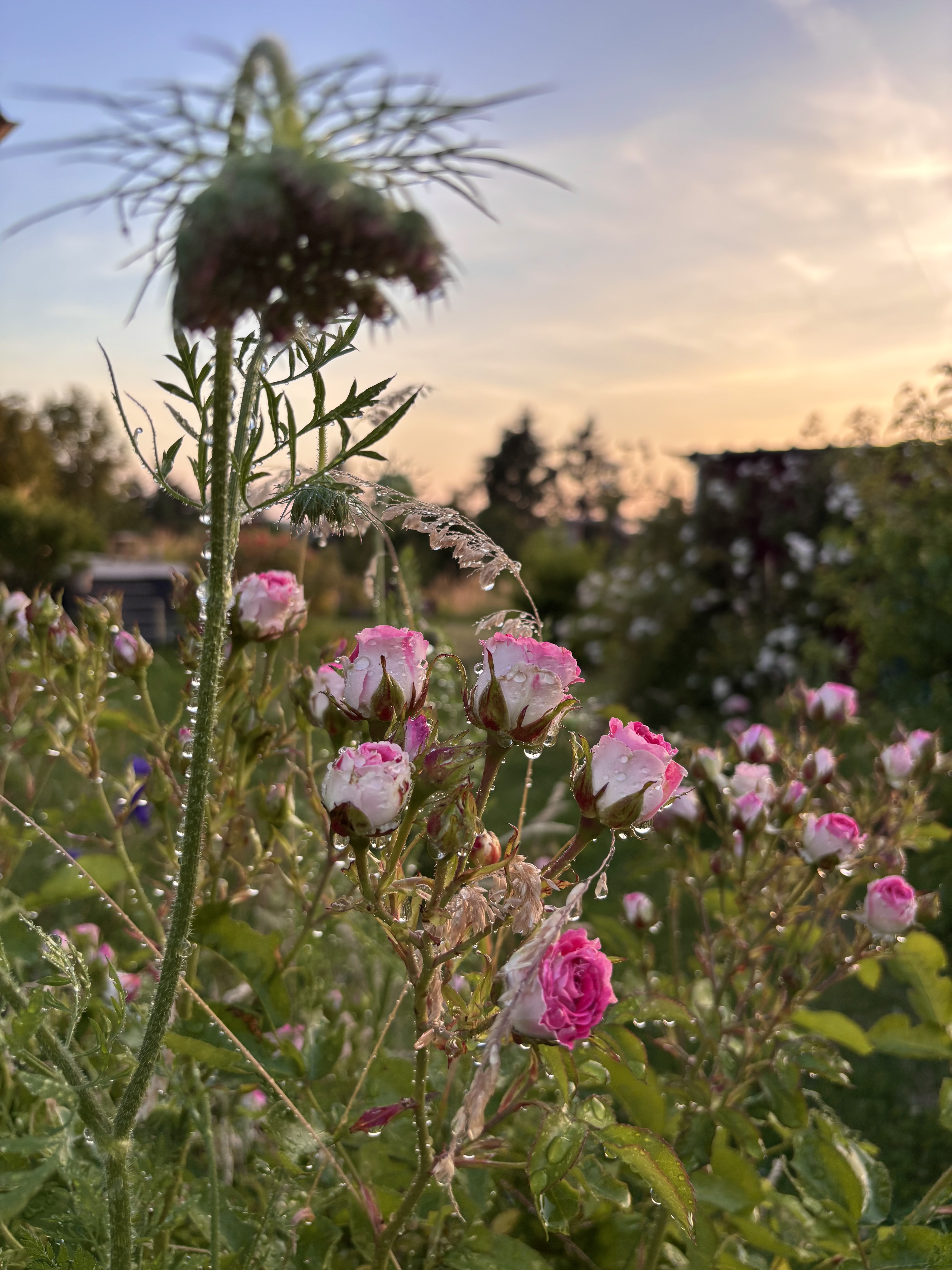 Rosen im Garten des Stabenhofs
