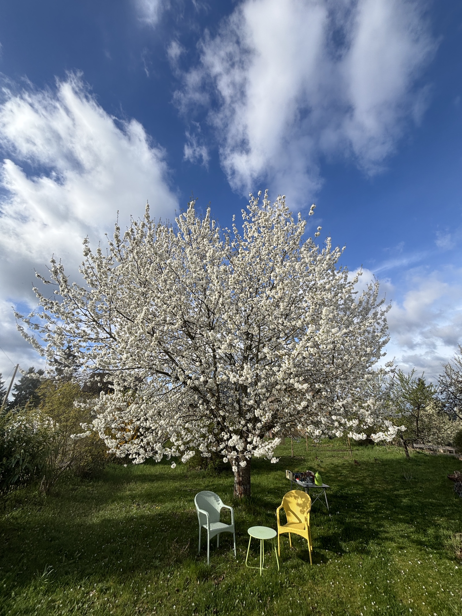 Garten der Ferienwohnung Stabenhof im Frühling