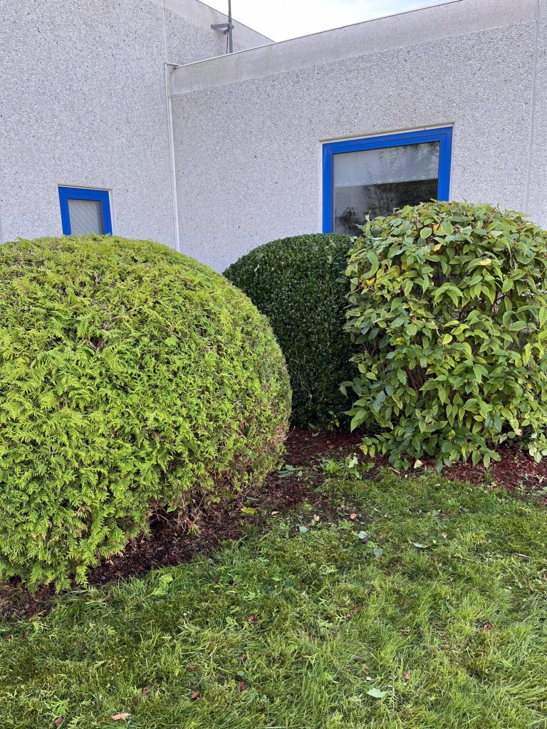 Formklippede buske