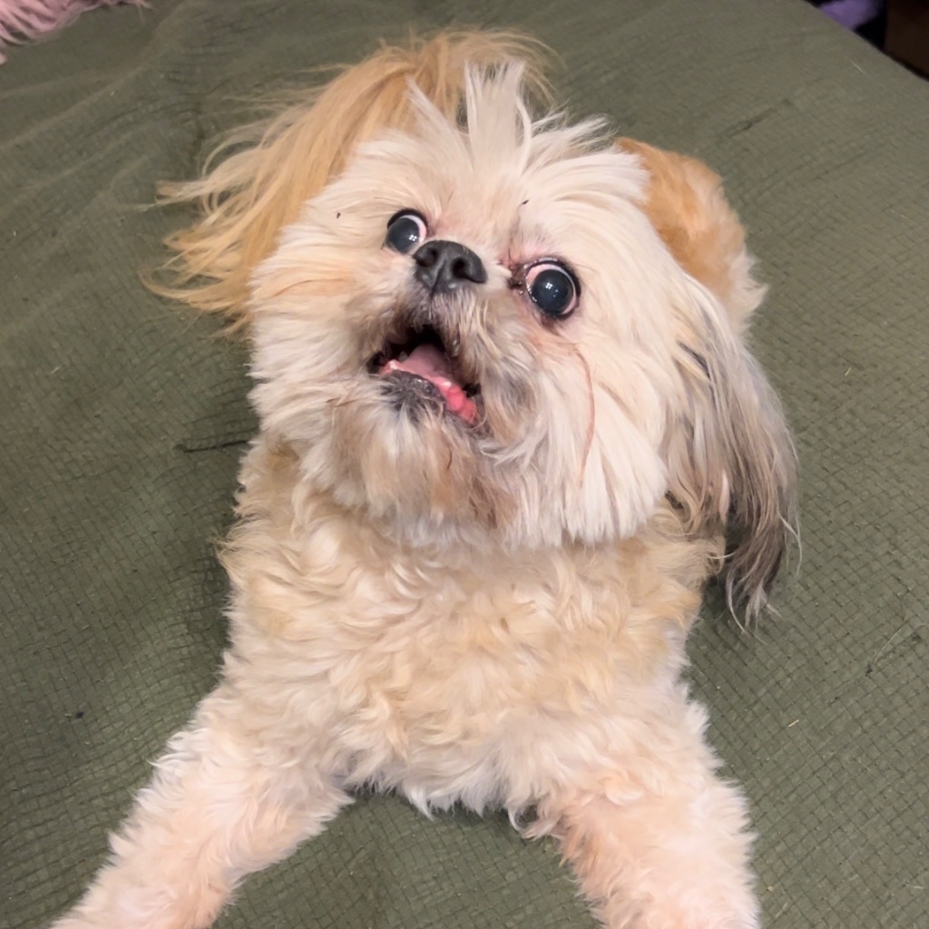 Dog before