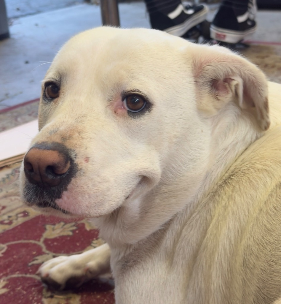 Dog before