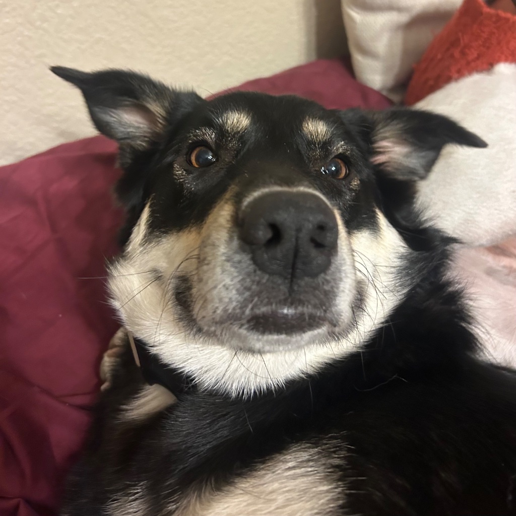 Dog before