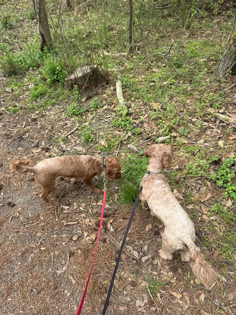 Two dogs on a trail walk