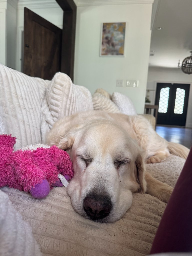 Golden retriever sleeping with toy