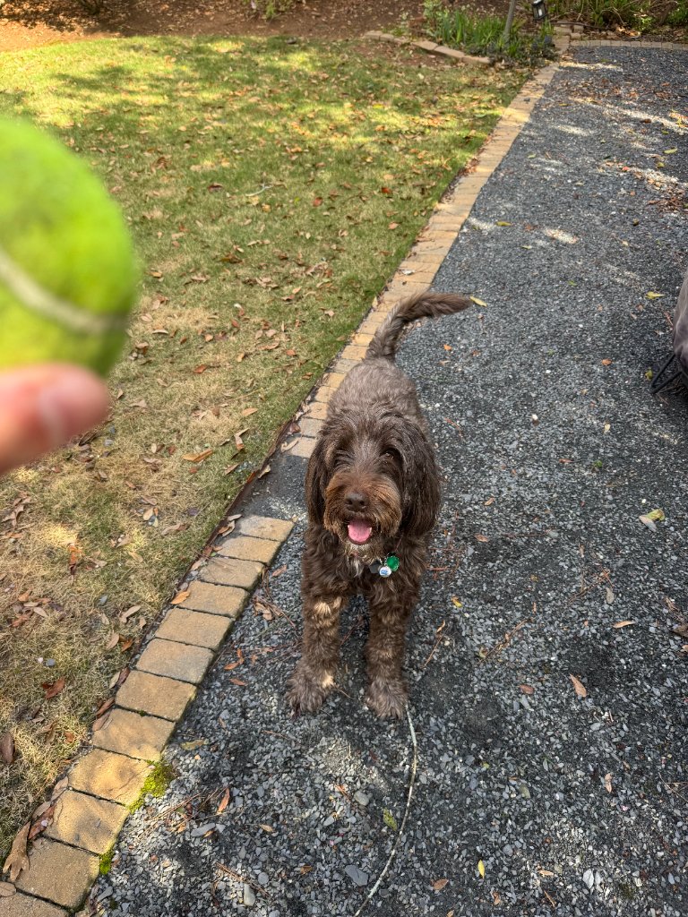 Dog with tennis ball outside