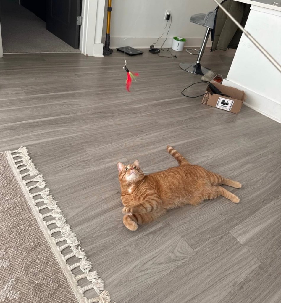 Orange tabby cat playing with feather toy