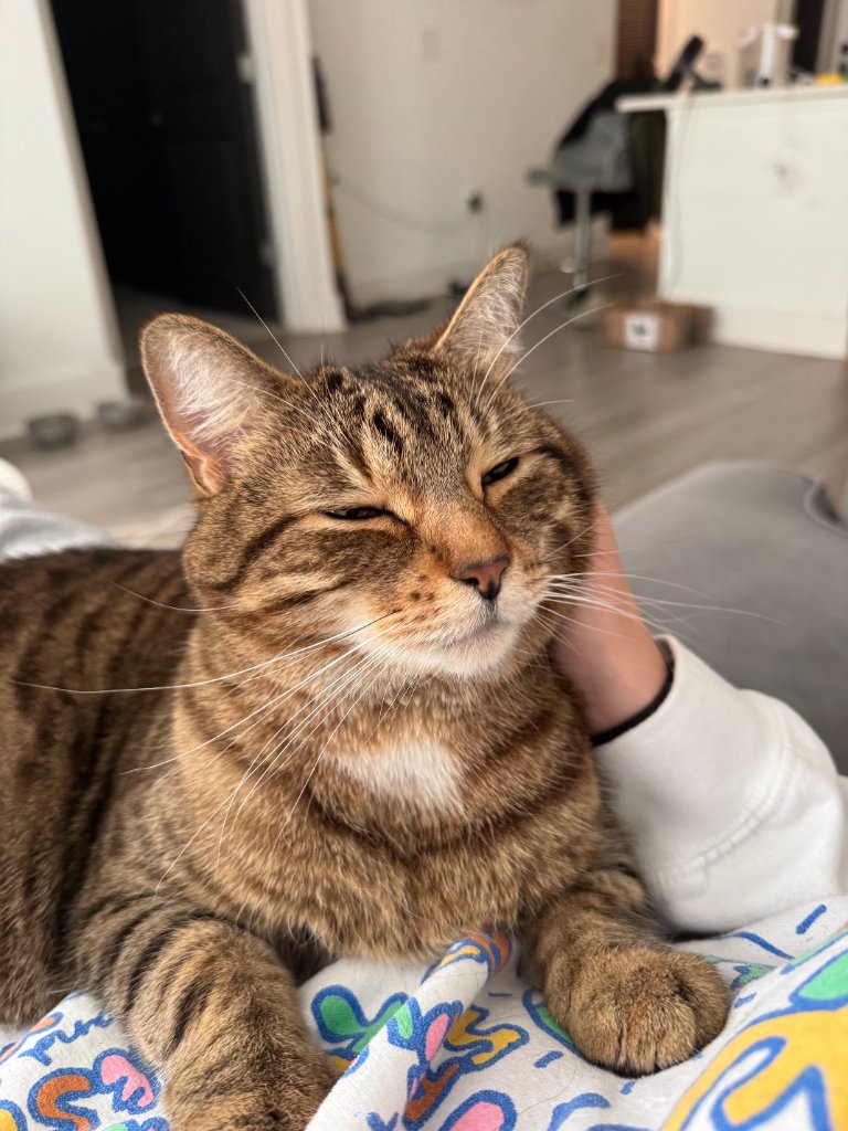 Happy tabby cat being petted