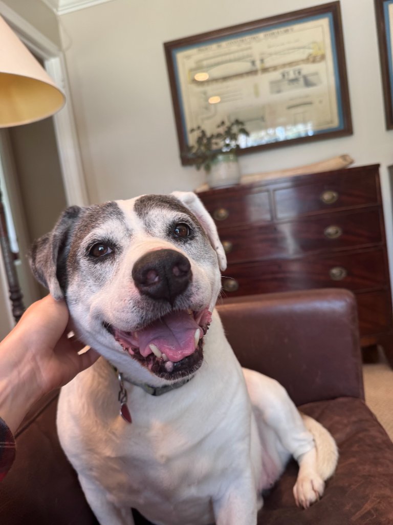 White dog with grey markings being petted