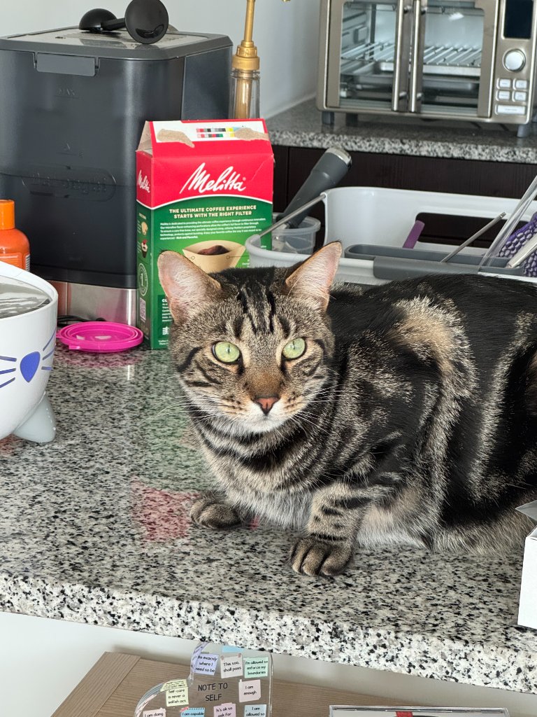 Tabby cat sitting on kitchen countertop