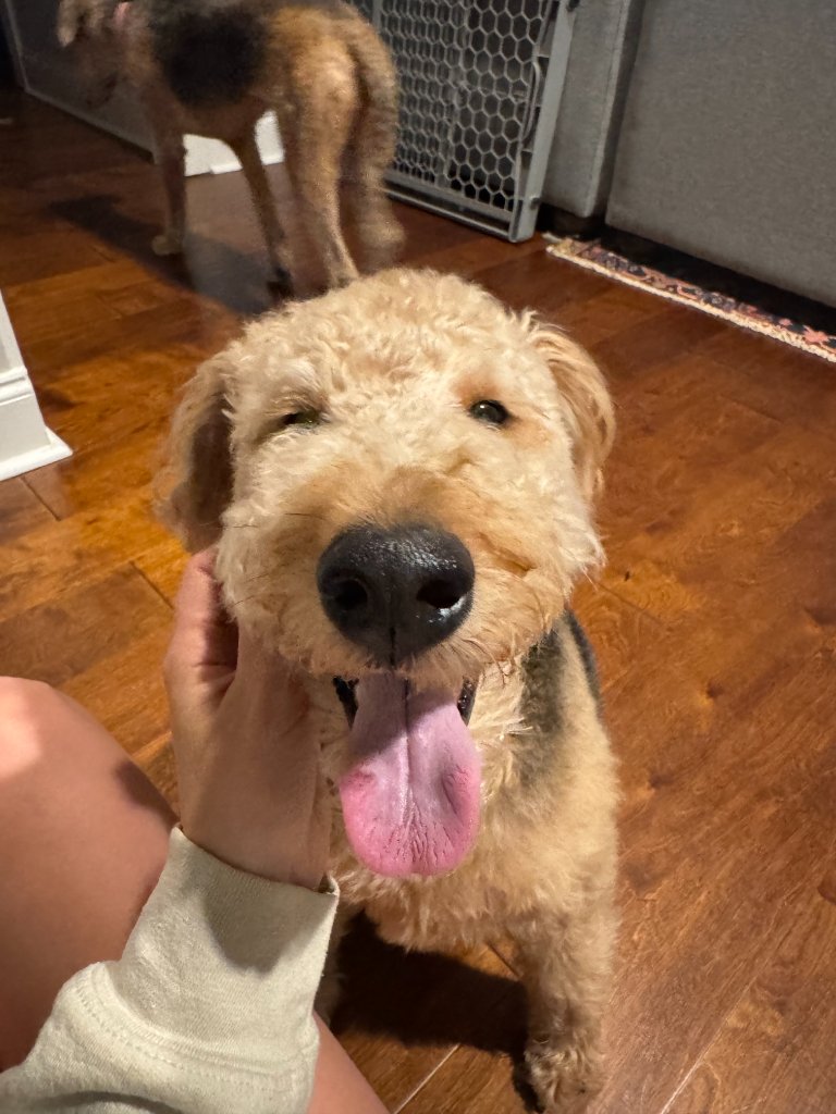 Happy Airedale terrier with tongue out
