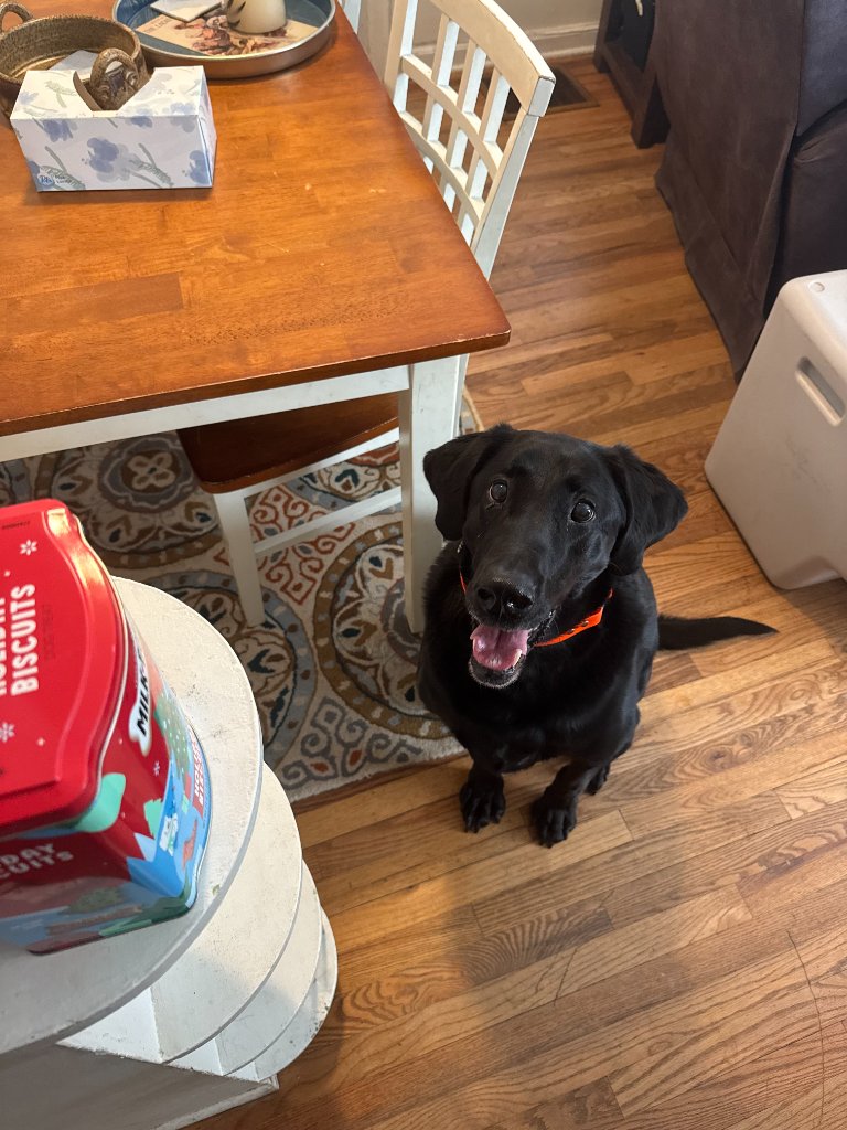 Black lab smiling inside