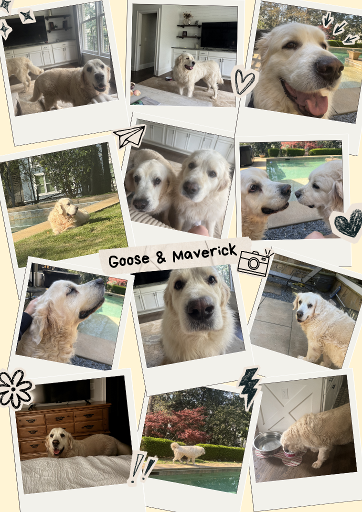 Goose & Maverick