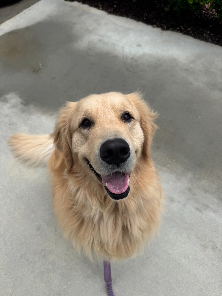 Happy golden retriever with tongue out