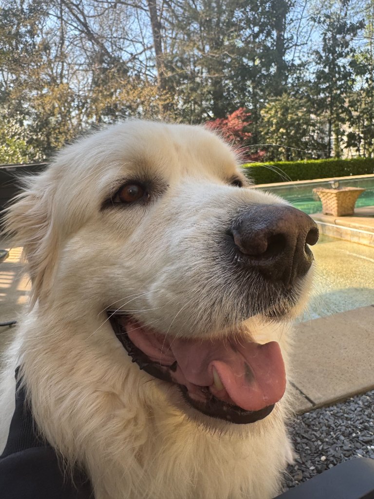 White fluffy dog closeup