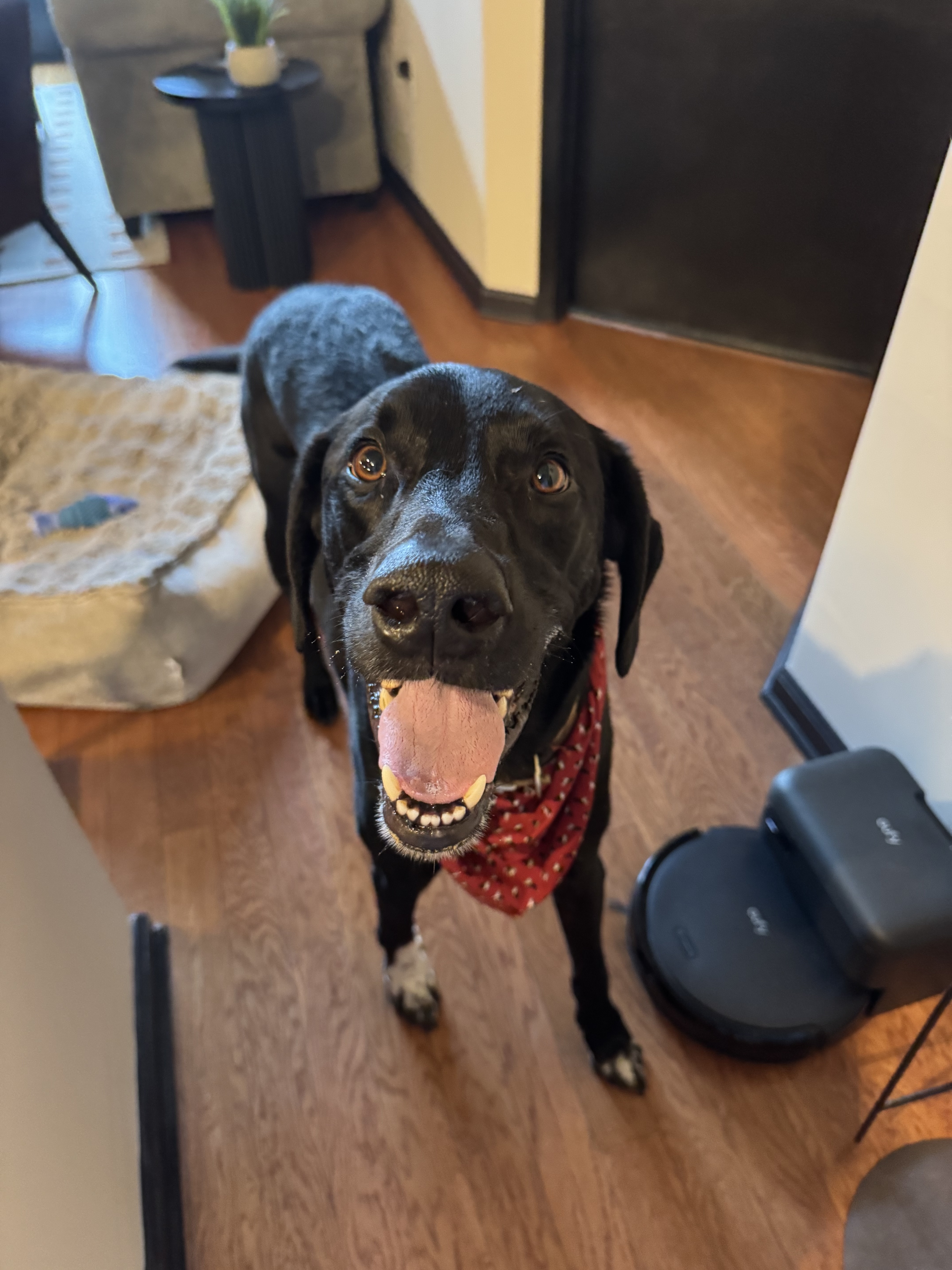Happy black dog with red bandana looking up