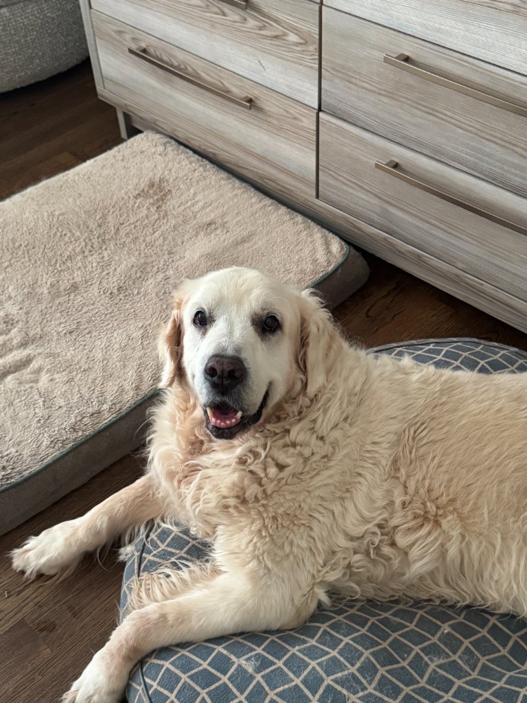 Golden retriever lying on a pet bed
