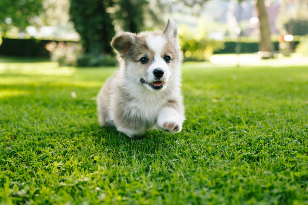Corgi puppy running on grass