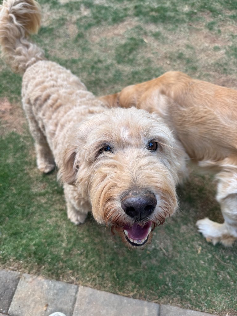 Happy goldendoodle outside